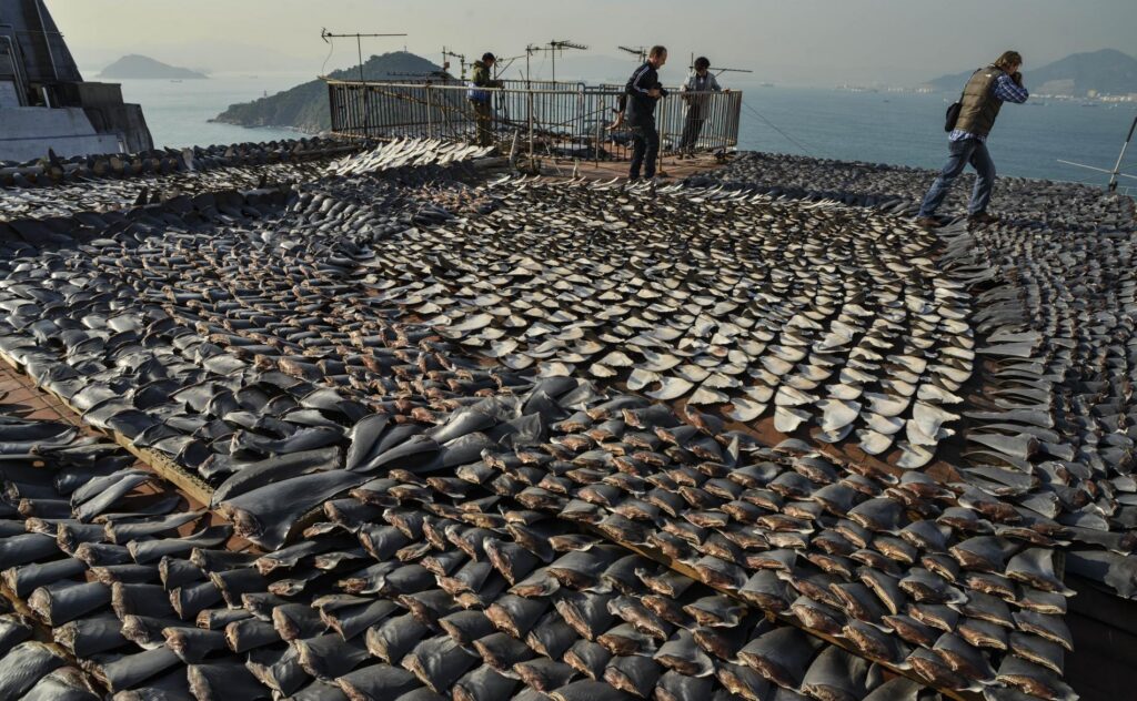 Ailerons de requins