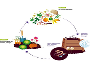 Infographie du compostage Zera