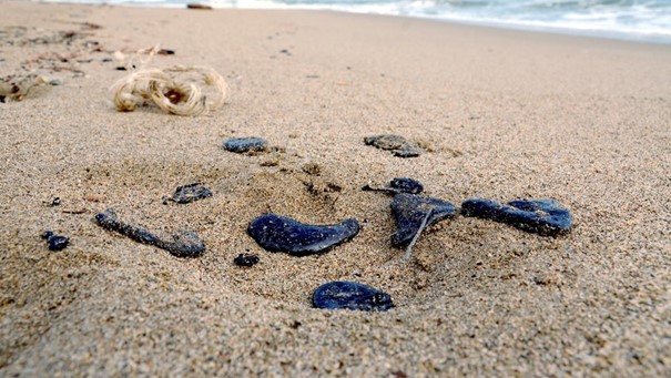 Plage souillee par une maree noire