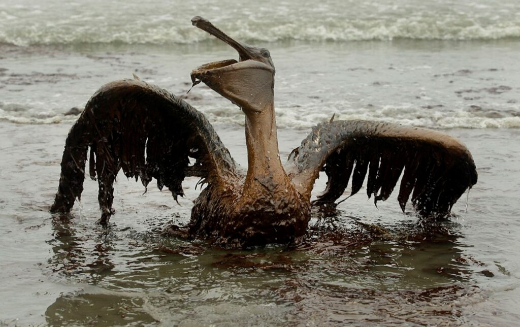 Oiseau couvert de petrole