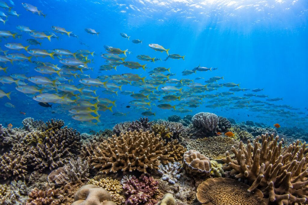 Le role des océans sur la planète