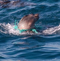 Menaces des oceans, 4 causes.